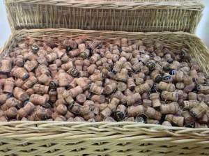 This is a big box of corks, they dont originally come in that mushroom shape.  It gets that shape after being stuck in the bottle under all that pressure.